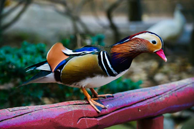 Brightly colored bird rings stacked neatly on a white background