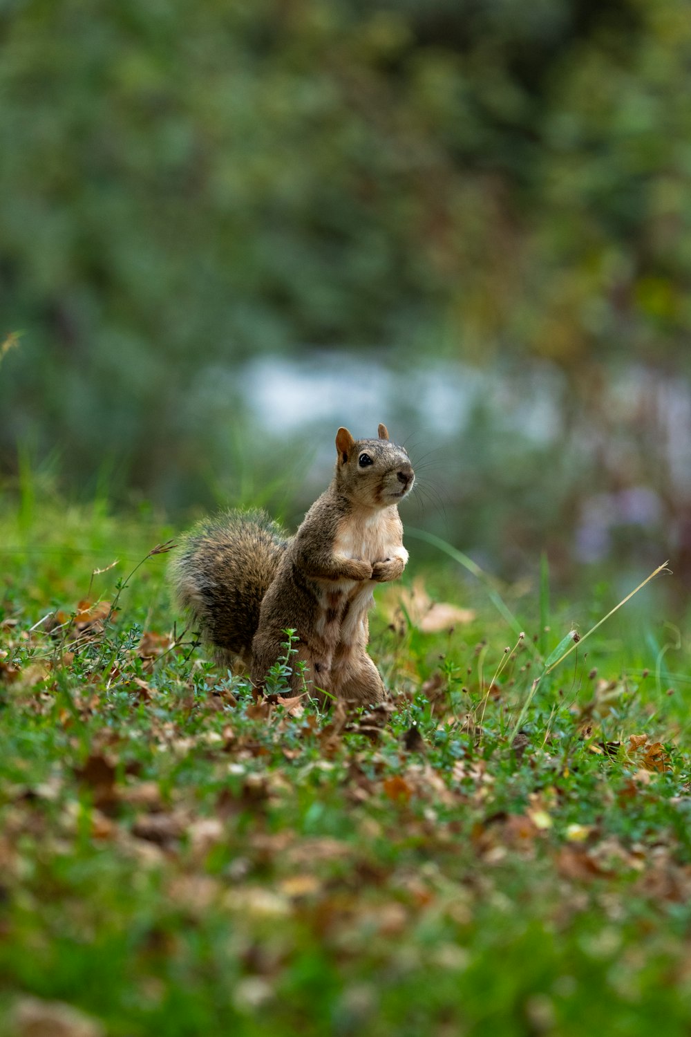 Un petit écureuil se tient dans l’herbe