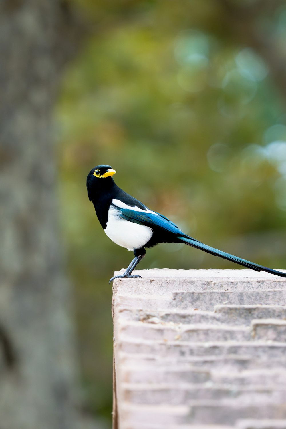 a black and white bird sitting on top of a wooden post