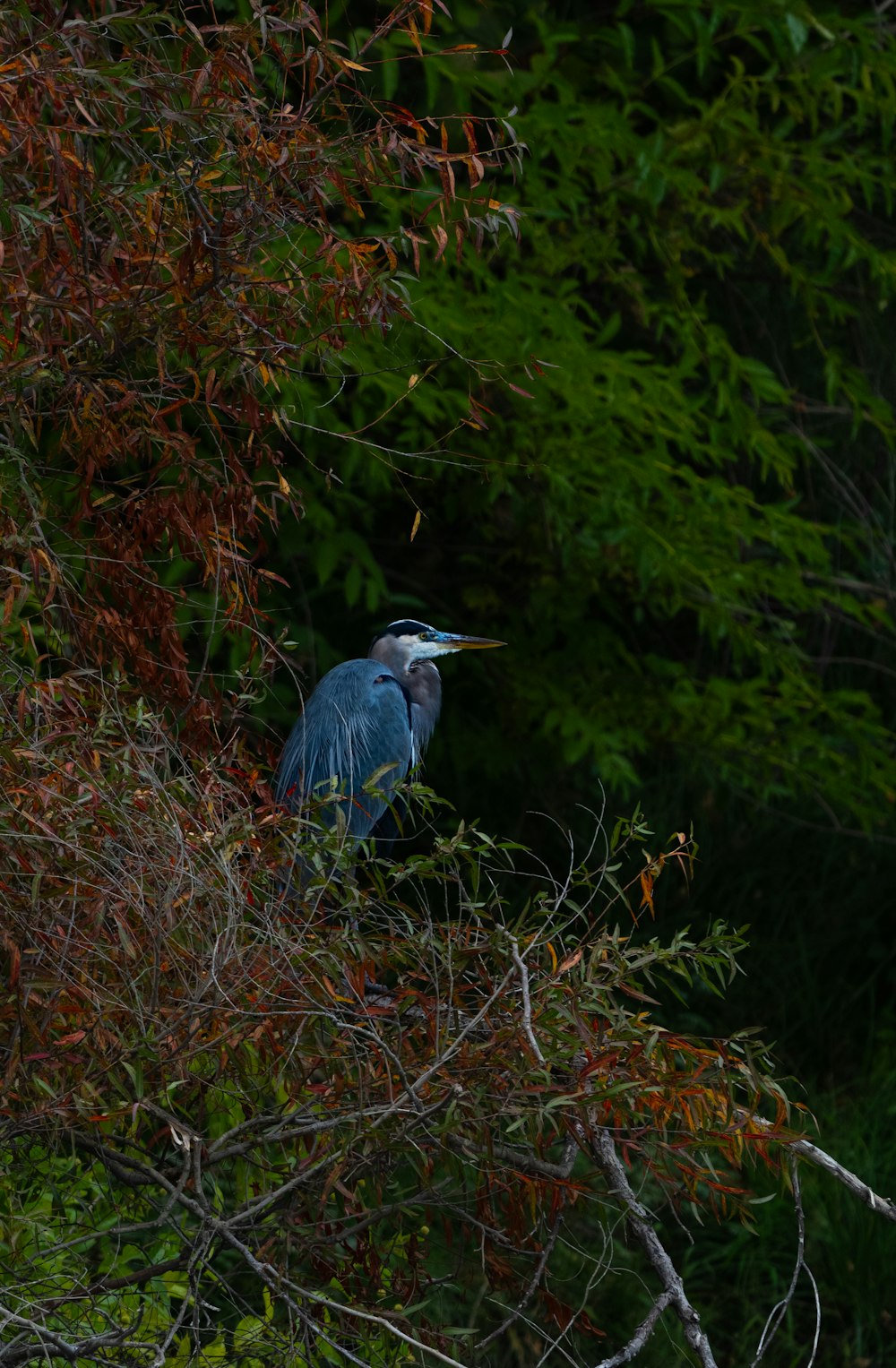 un uccello blu seduto in cima a un ramo d'albero