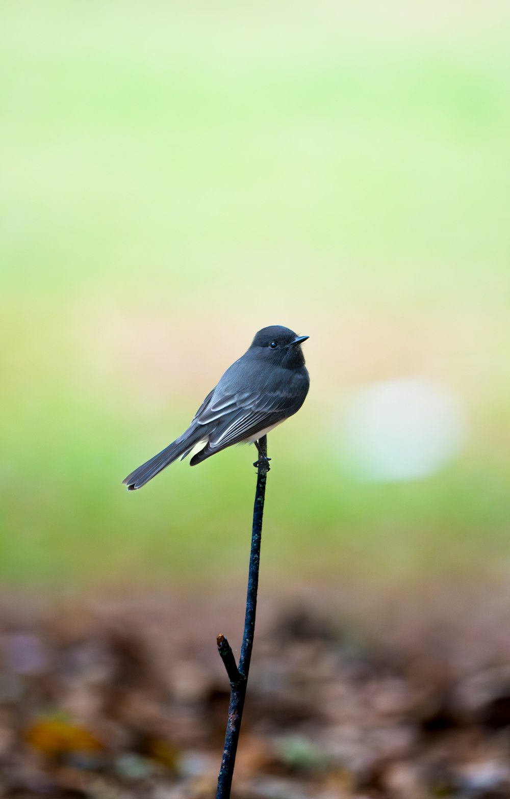 a small bird sitting on top of a stick
