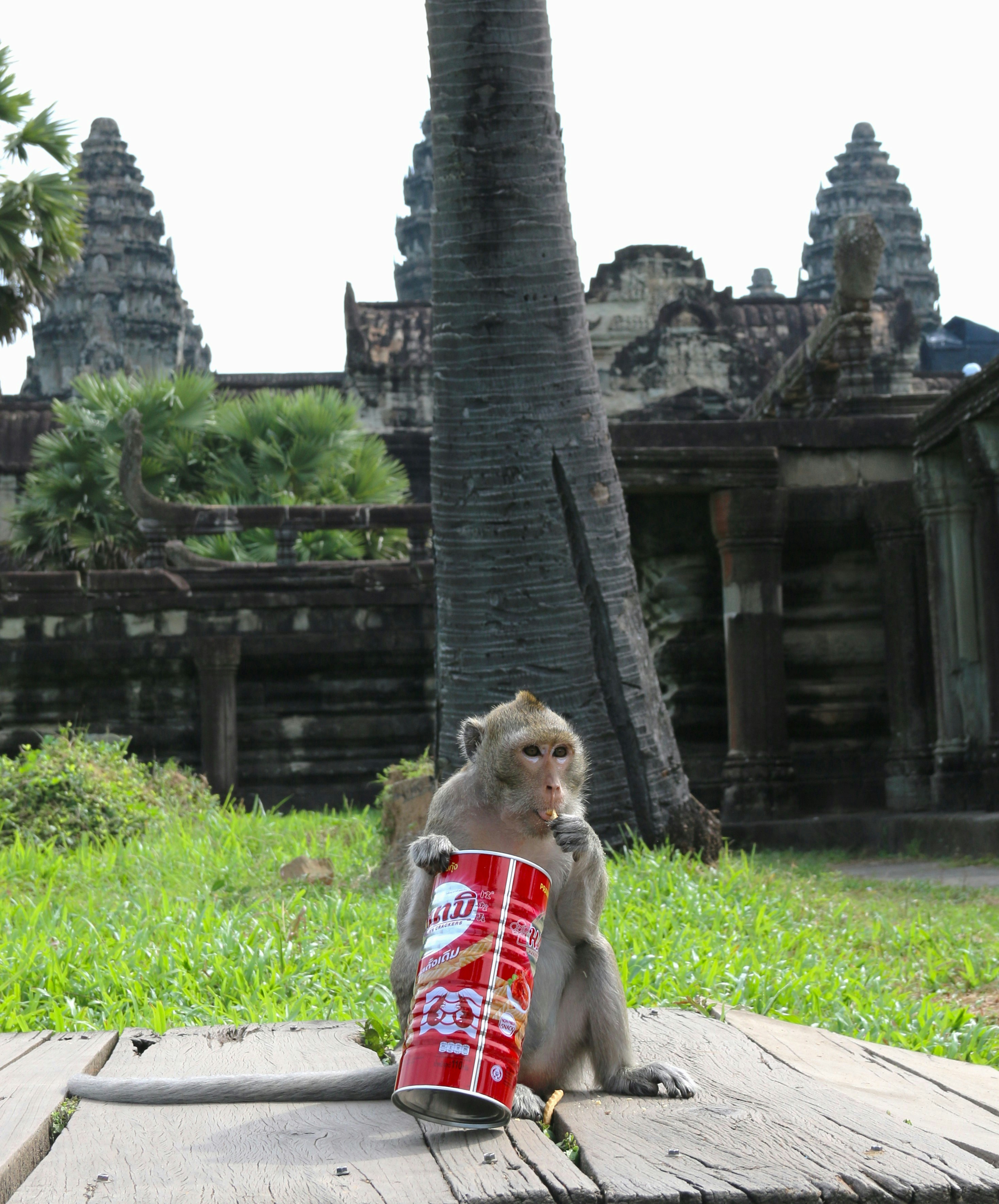 a monkey sitting on a wooden platform with a can of soda