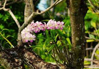 A cluster of pink and white orchids with vibrant green leaves is nestled in the crook of a tree with textured bark. The background is lush with greenery and blurred, indicating a natural outdoor setting.