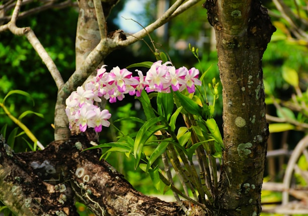 A cluster of pink and white orchids with vibrant green leaves is nestled in the crook of a tree with textured bark. The background is lush with greenery and blurred, indicating a natural outdoor setting.