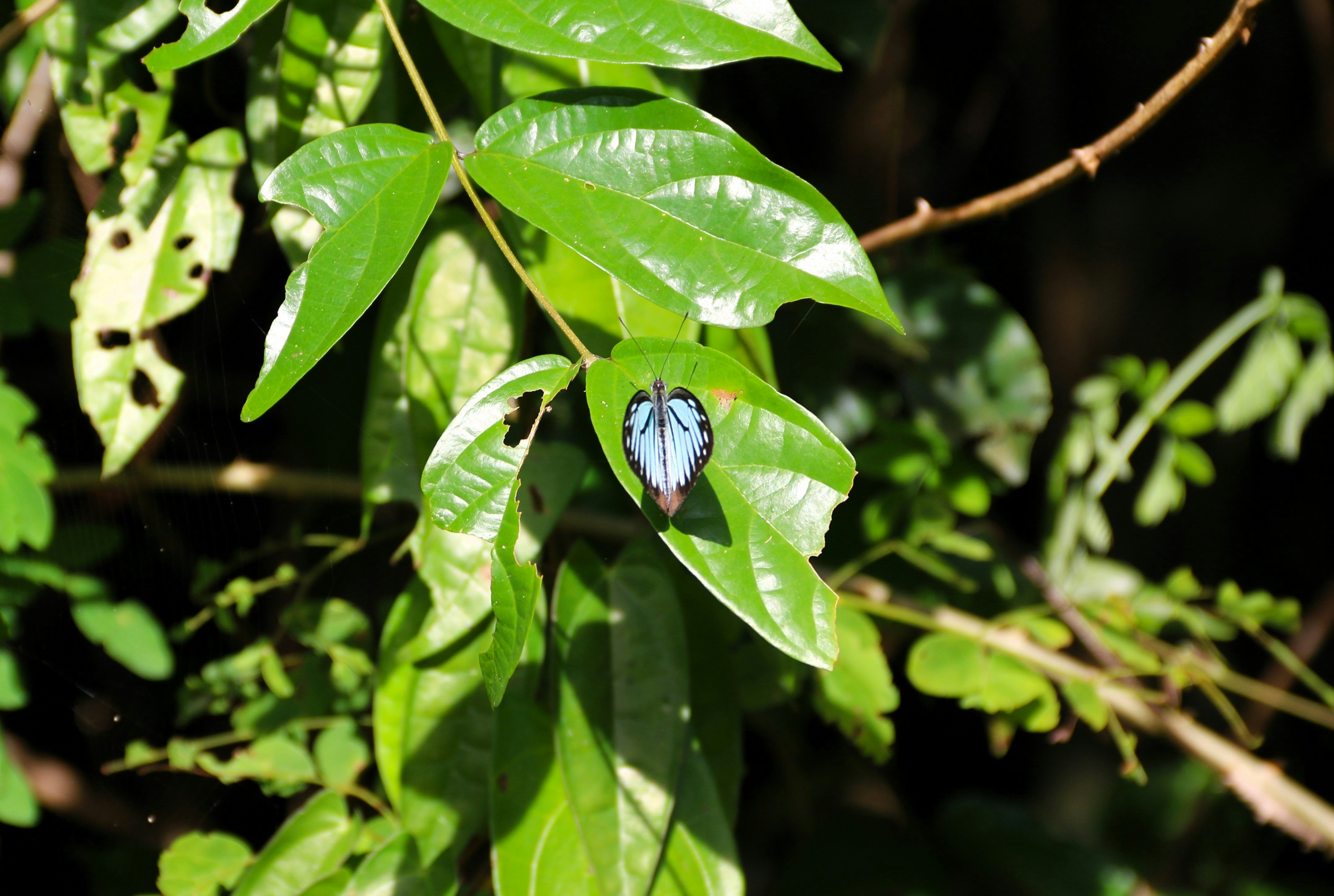 Elpitiya Walauwa