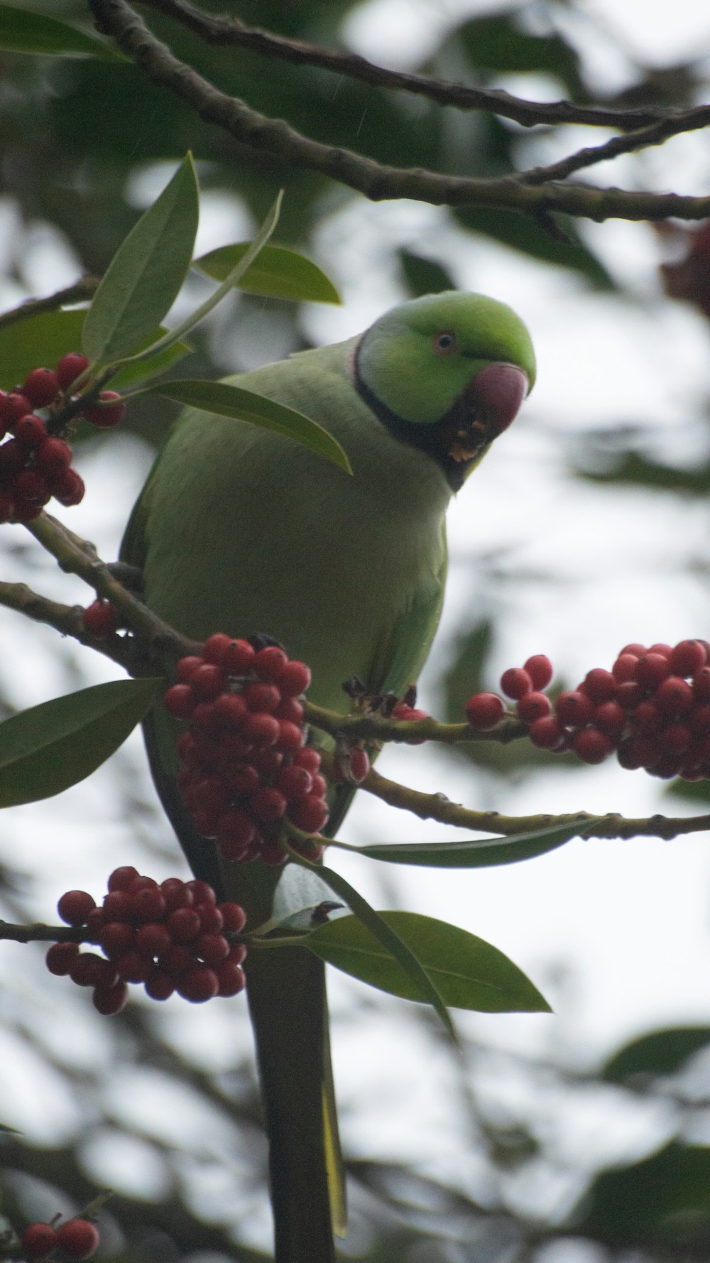 a green bird sitting on top of a tree branch