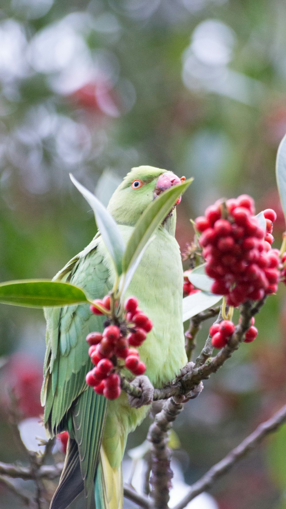 a couple of birds sitting on top of a tree