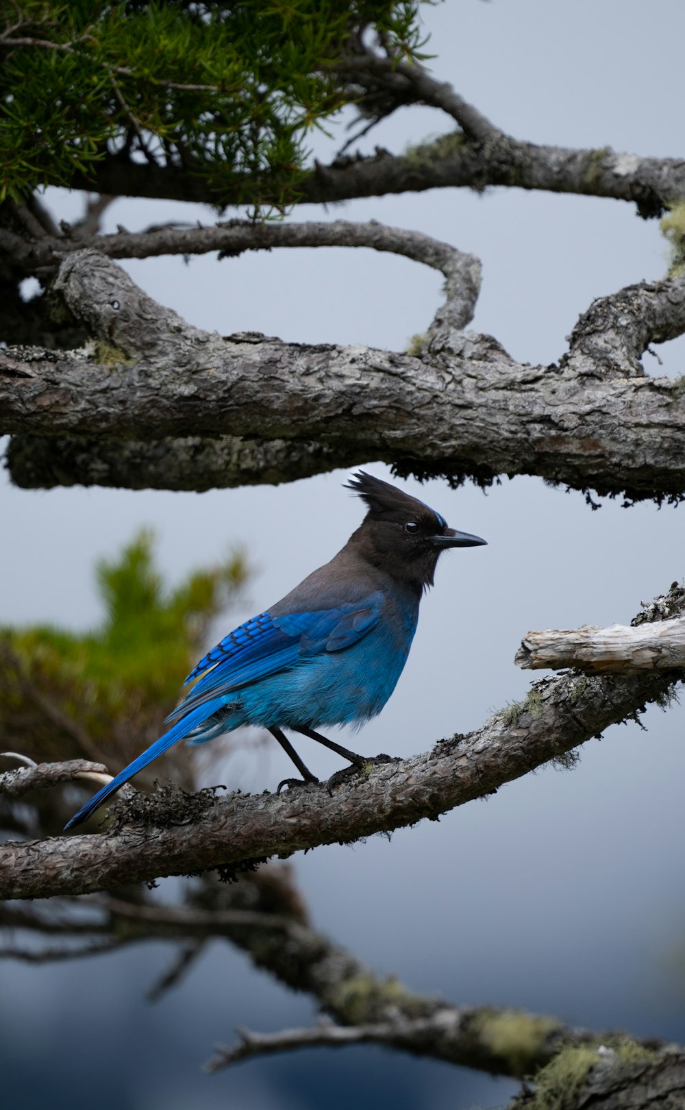 a blue bird perched on a tree branch