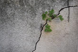 Close-up of a cracked concrete wall with a small green plant breaking through.