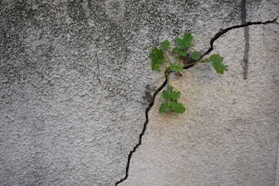Close-up of a cracked concrete wall with a small green plant breaking through.