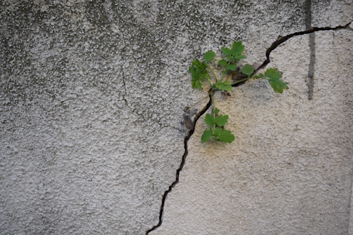 A small green plant grows resiliently through a crack in a rough, textured concrete wall.