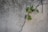 A small green plant grows resiliently through a crack in a rough, textured concrete wall.