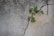 A small green plant grows resiliently through a crack in a rough, textured concrete wall.