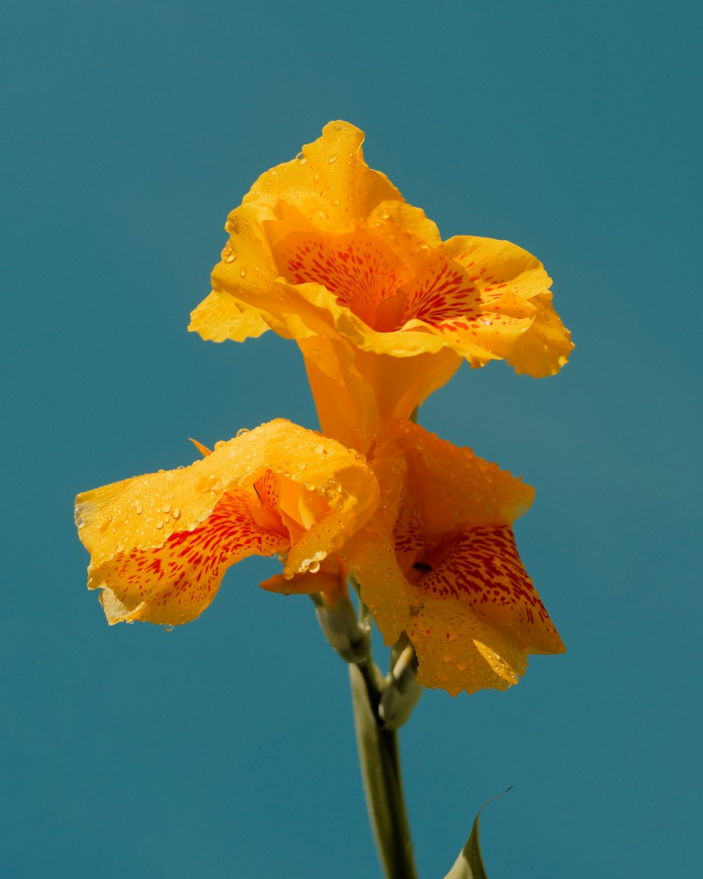 a yellow flower with a blue sky in the background