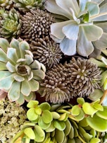 Succulent art arrangement featuring a variety of textures and colors.