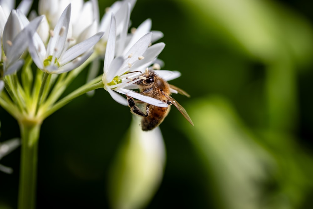 a close up of a bee on a flower