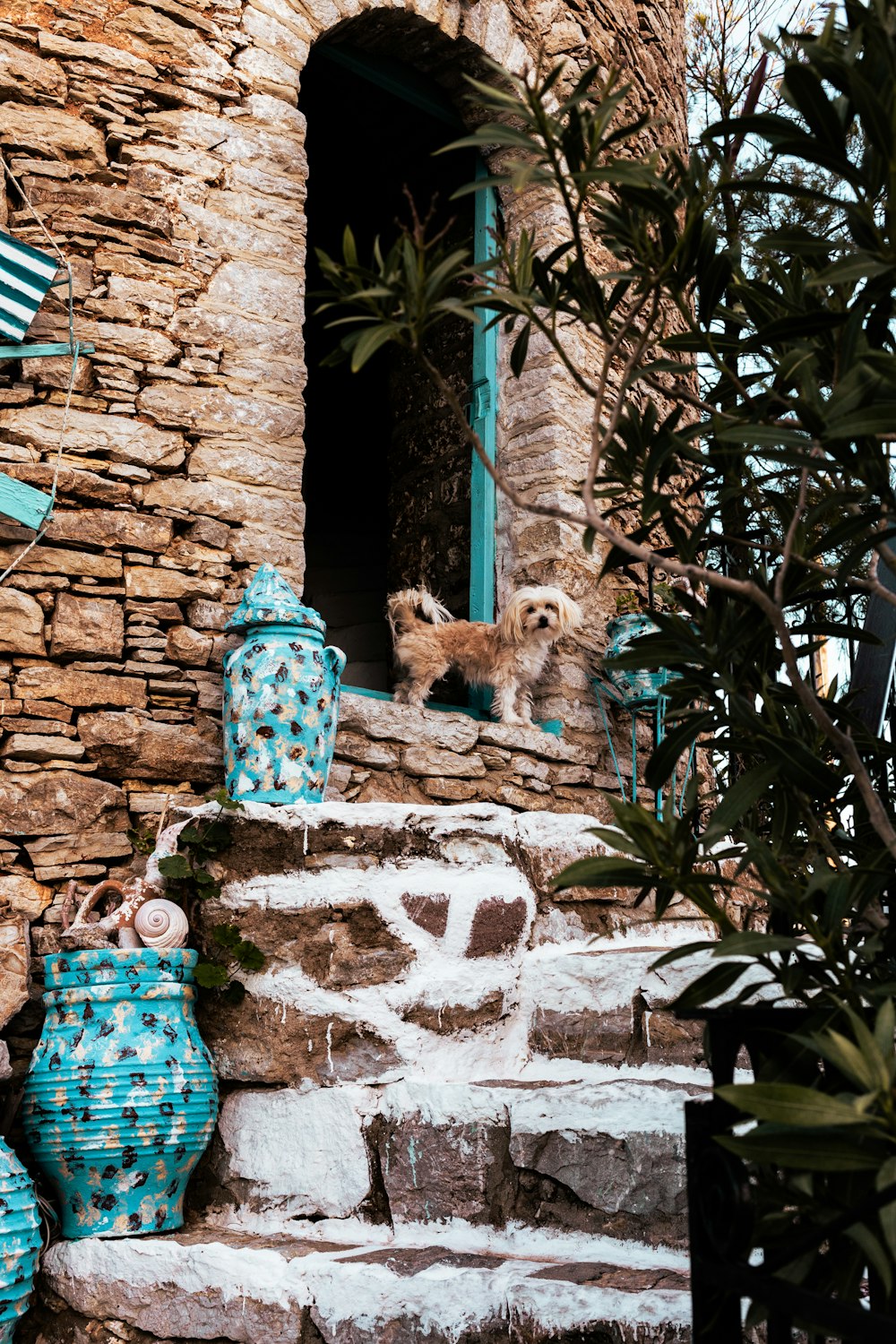 a dog is standing on a set of steps