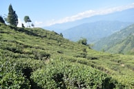 Lush tea plantations stretching across rolling hills in India’s countryside.