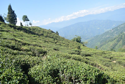 Lush green coffee plantation with mountains in the background at sunrise.