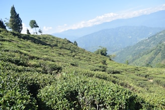 Lush green coffee and tea plants thriving on terraced hillsides under a bright sky.