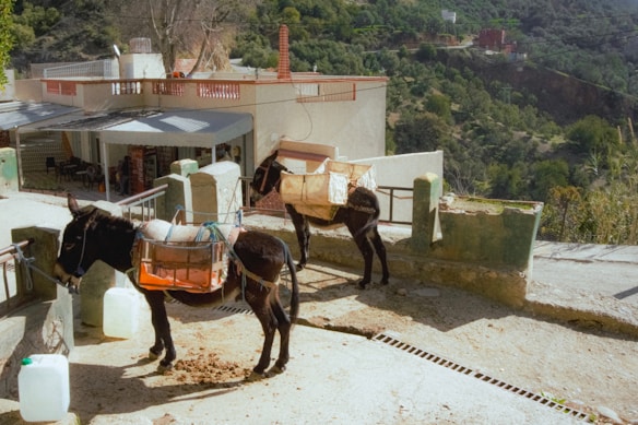 Two donkeys are standing on a paved area near a building with a flat roof and a covered outdoor space. They are equipped with saddlebags or packs, and there are some plastic containers nearby. The backdrop includes a lush green landscape with trees and a distant hill.