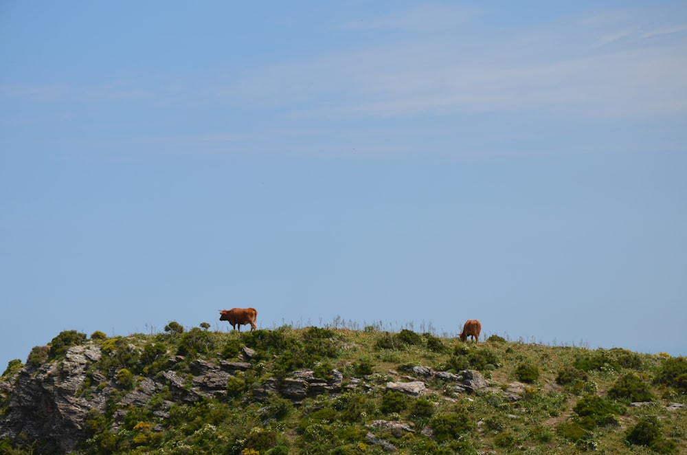 a couple of animals that are standing on a hill