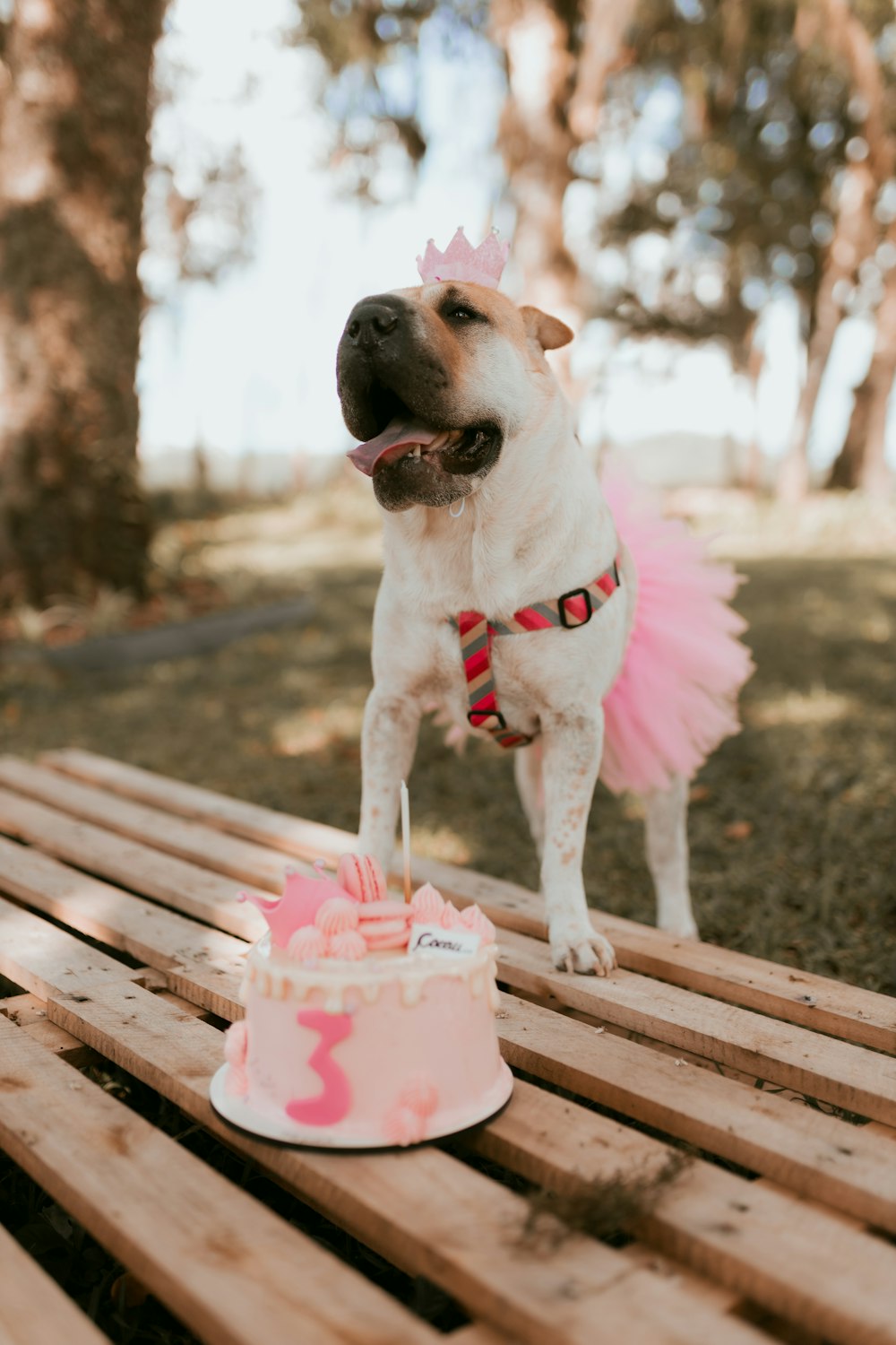 a dog standing next to a cake on a wooden table