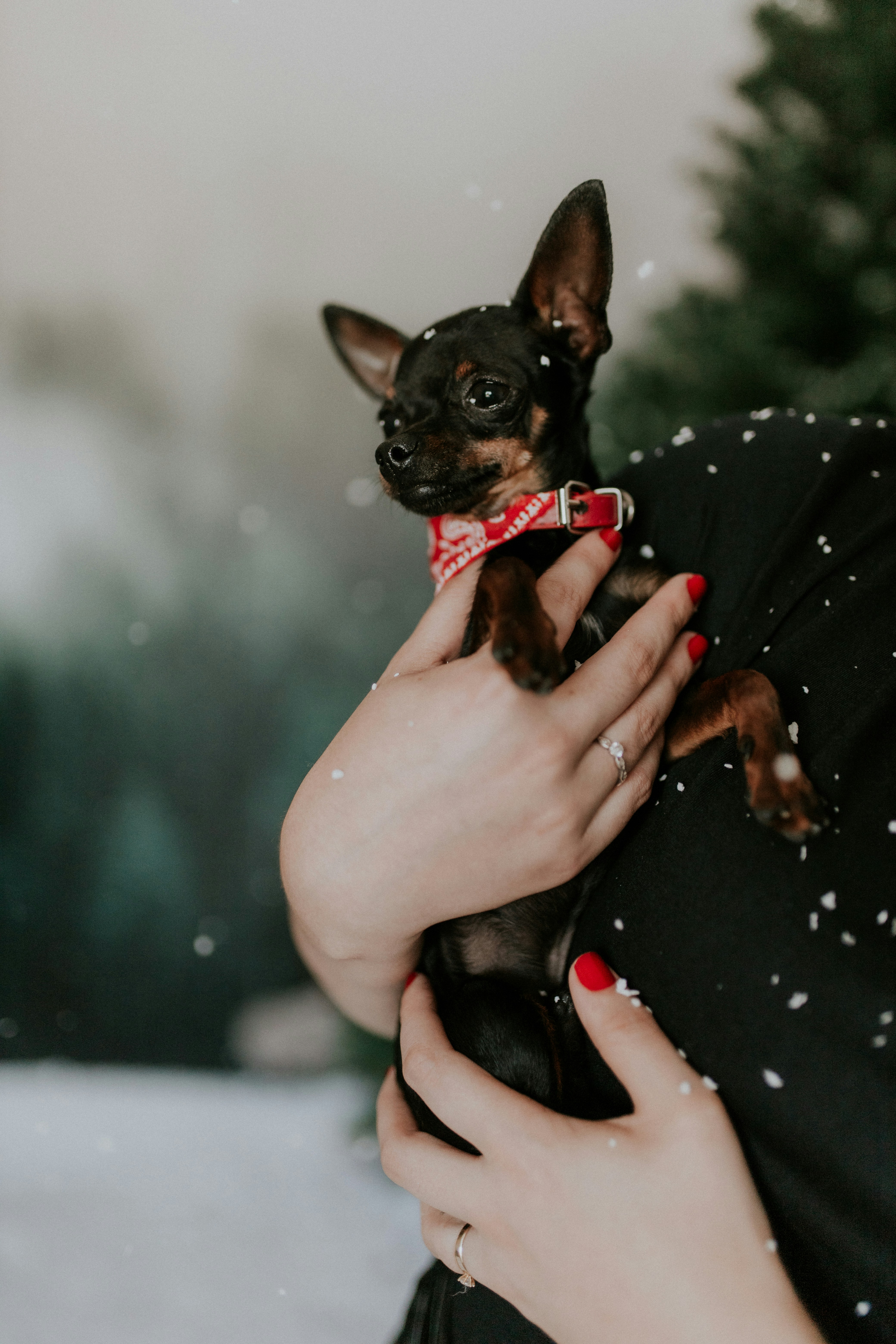 Top 5 Essential Items to Buy for Your Chihuahua Before Traveling