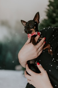 A small black and tan Chihuahua is being held in someone's arms. The dog is wearing a red collar with a decorative pattern. The person holding the dog has red-painted nails and is inside a snowy setting. Snowflakes appear to be lightly falling around them, and a blurred evergreen tree is in the background.