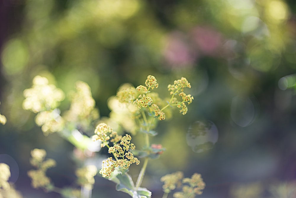 a close up of a plant with yellow flowers