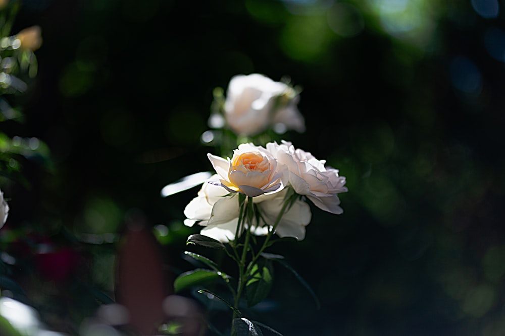 a bunch of flowers that are in a vase