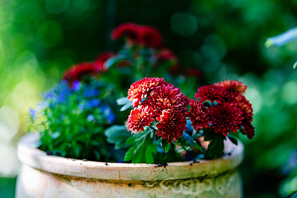 a close up of a potted plant with red flowers