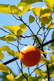 an orange growing on a tree with leaves