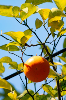 an orange growing on a tree with leaves