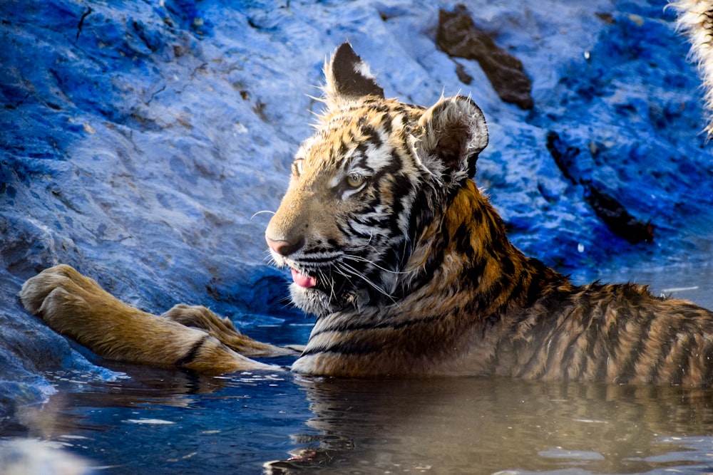 a tiger laying in a pool of water