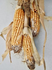 Dried corn cobs with brown husks and exposed kernels are hanging against a light background. The corn appears weathered, with some kernels showing signs of mold or decay, particularly toward the tops and ends.