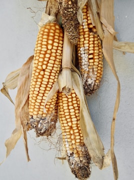 Dried corn cobs with brown husks and exposed kernels are hanging against a light background. The corn appears weathered, with some kernels showing signs of mold or decay, particularly toward the tops and ends.