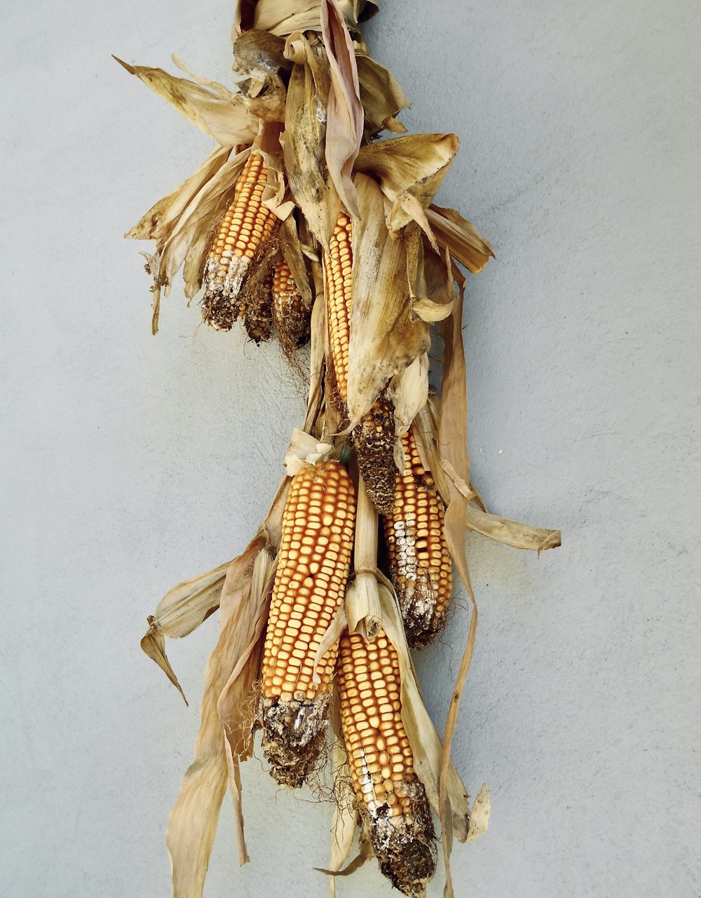 a corn cob hanging from the side of a wall
