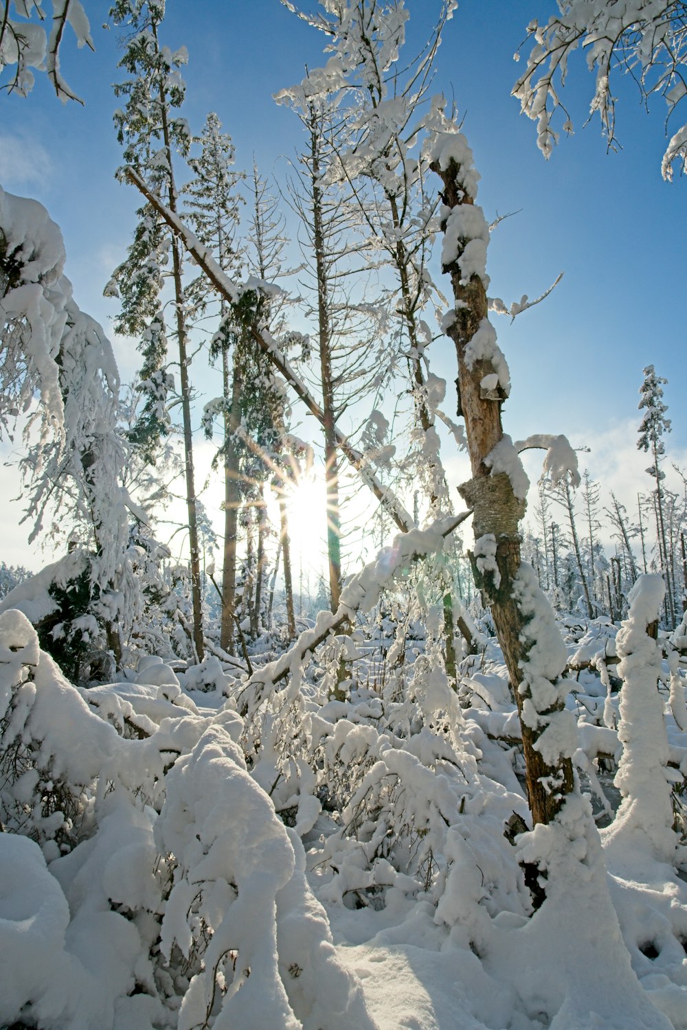 ein schneebedeckter Wald mit vielen Bäumen