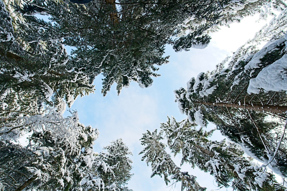 Blick hinauf zu einer Gruppe von Bäumen, die mit Schnee bedeckt sind