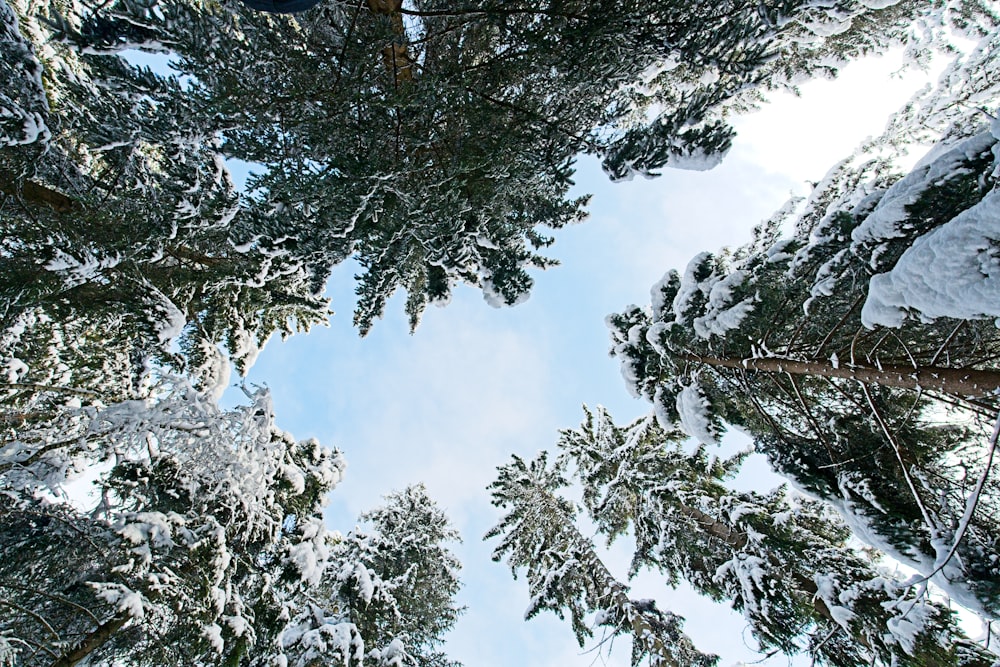 looking up at a group of trees covered in snow