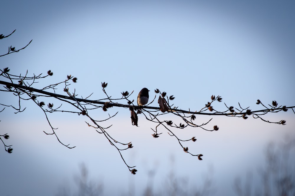 two birds sitting on a branch with no leaves