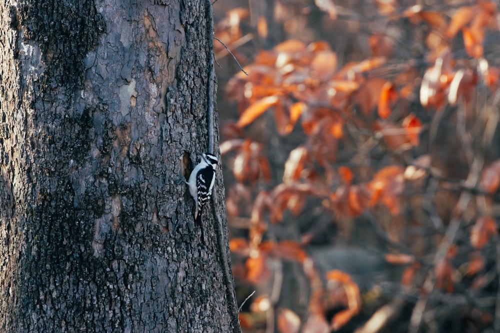 a bird is perched on the side of a tree