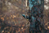 A video still showing a woodpecker tapping rhythmically on a tree trunk.