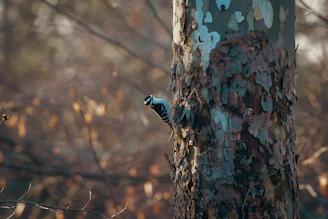 A misty forest scene with a woodpecker tapping rhythmically on a tree trunk.