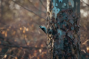 A curious woodpecker pecking at the bark of an old oak tree