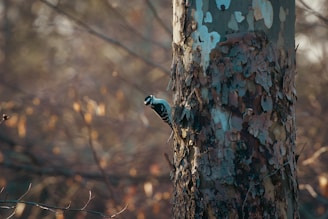 A curious woodpecker pecking at the bark of an old oak tree