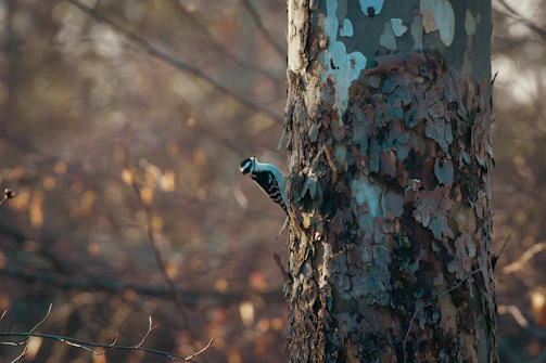 A video still showing a woodpecker tapping rhythmically on a tree trunk.