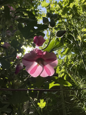 A pink flower in full bloom is illuminated from behind by sunlight, creating a glowing effect. Surrounding the flower are lush green leaves and buds, with sunlight filtering through the foliage.