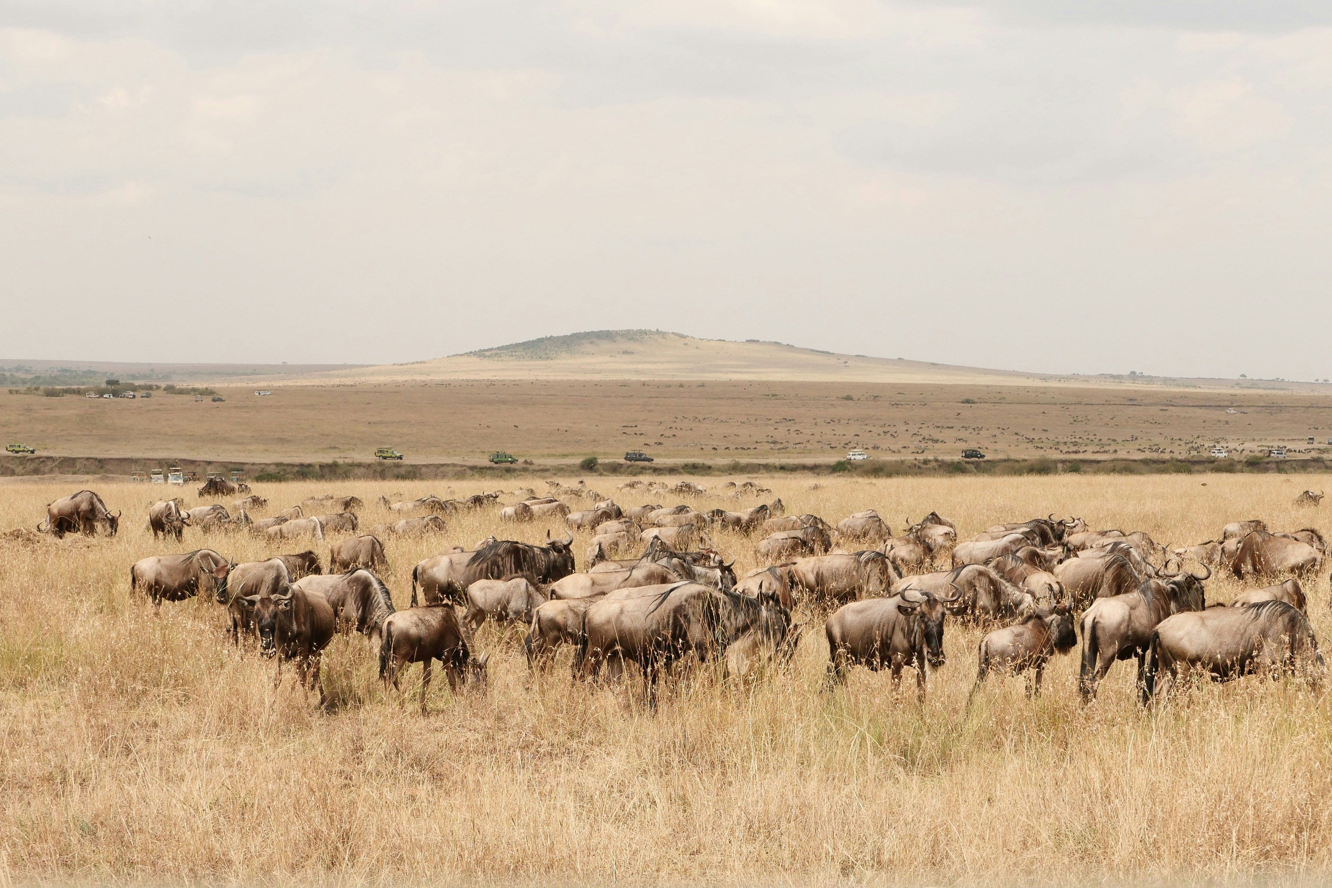 a herd of wild animals grazing on a dry grass field
